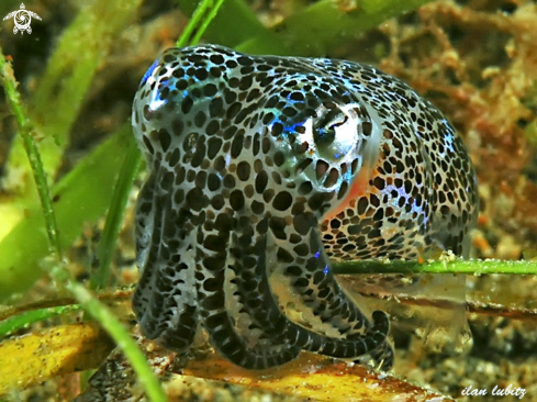 A Bobtail Squid 