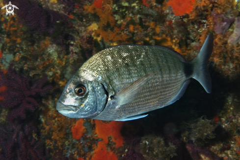 A Diplodus sargus | Sarago maggiore