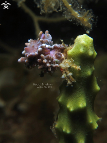 A Decorator Crab