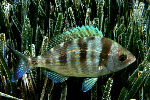 A Spondilyosoma cantharus | Tanuta