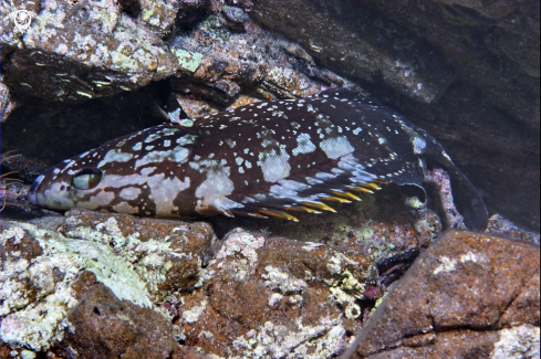 A Epinephelus marginatus | Cernia bruna-Brown grouper