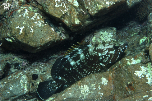 A Cernia bruna-Brown grouper