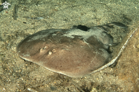 A Torpedo marmorata & Branchellion torpedinis | Torpedine marmorata con sanguisuga parassita