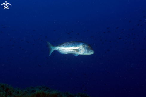 A Dentice-Snapper