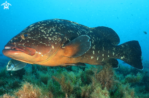 A Epinephelus marginatus | Cernia bruna- Rofos, Merou, Brown grouper.