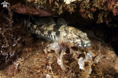 A Gobius cobitis | Ghiozzo testa grossa