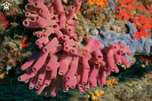 A Haliclona mediterranea | Spugna-Sea sponge