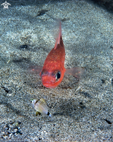 A Apogon imberbis-Diplodus vulgaris juvenile | Re di triglie-Sarago fasciato