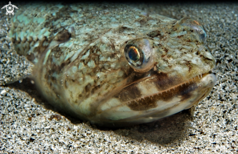 A Pesce lucertola-Lizard fish