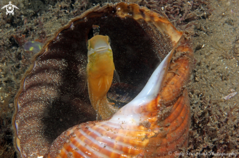 A Brown Sabretooth Blenny 