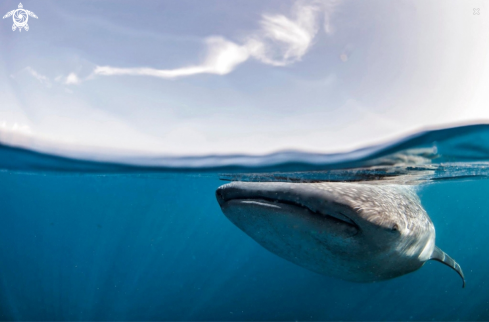 A Whale shark