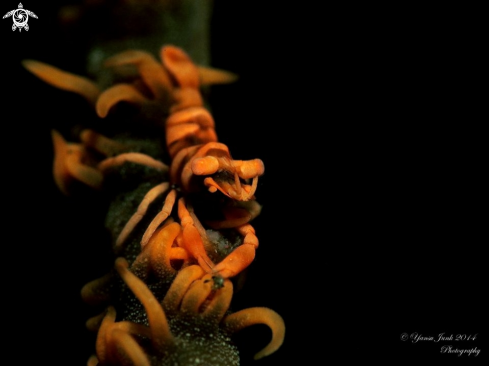 A Whip Coral shrimp