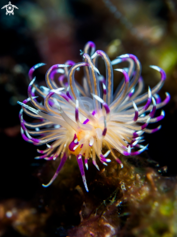 A Nudibranch