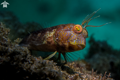 A Seaweed Blenny