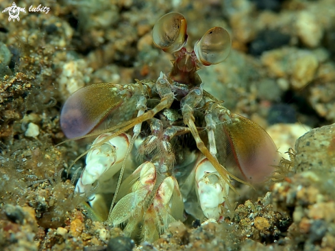 A Odontodactylus latirostris | Mantis Shrimp