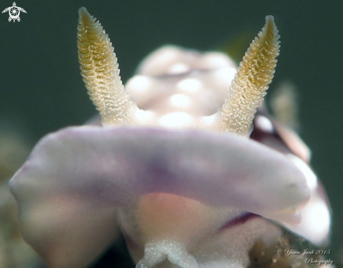 A Chromodoris geometrica