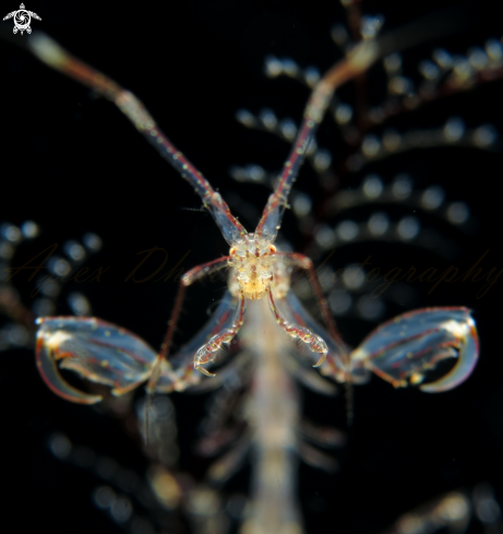 A skeleton shrimp 