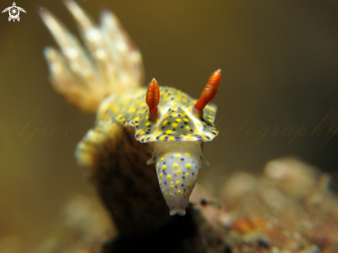 A hypselodoris kanga