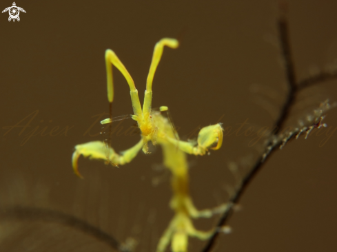 A caprella sp  | skeleton shrimp 