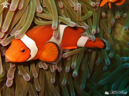 A Clownfish