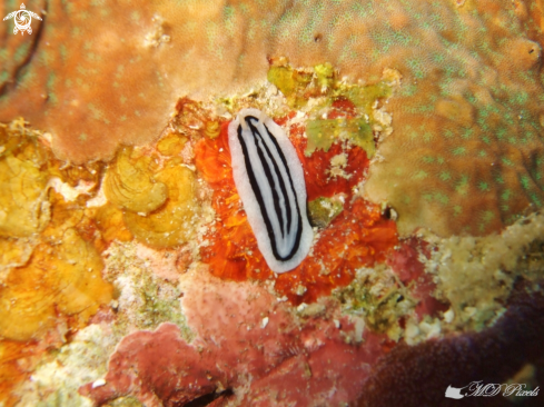 A Phyllidiopsis striata | Striped Phyllidiopsis