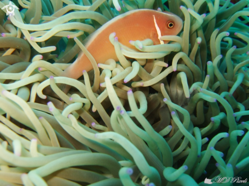 A Amphiprion perideraion | Pink Skunk clownfish