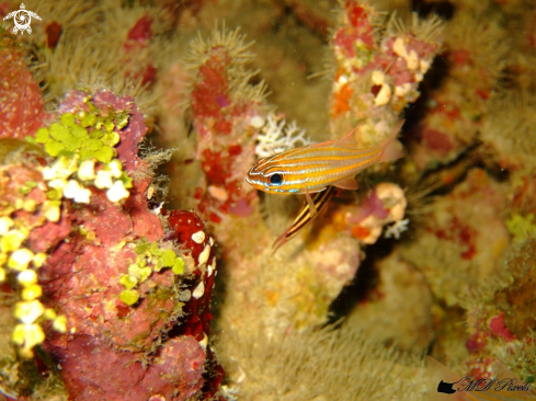 A Yellowstriped Cardinalfish