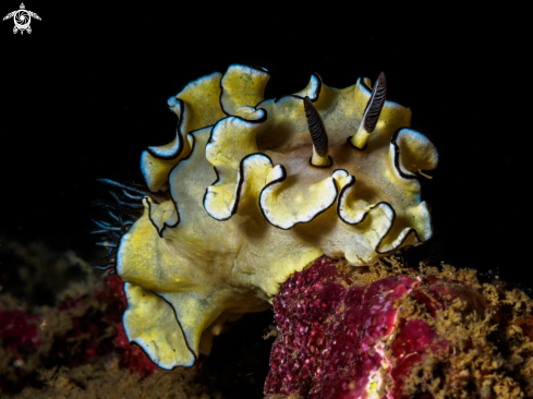 A Nudibranch