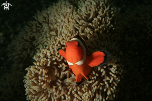 A anemone fish