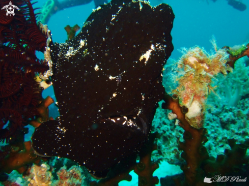 A Antennarius commerson | Giant Frogfish