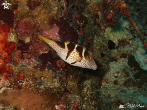 A Canthigaster valentini | Black-Saddled Toby