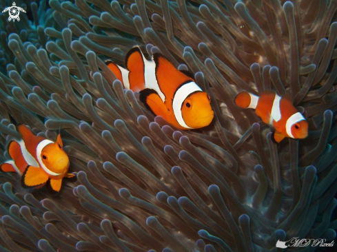 A Amphiprion ocellaris | Clown Anemonefish