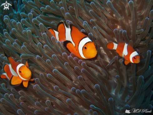 A Clown Anemonefish