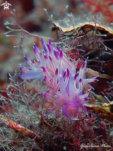 A Flabellina affinis | Flabellina