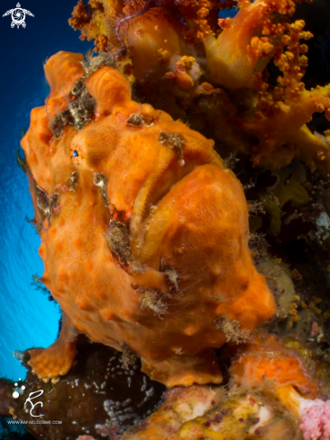 A frogfish