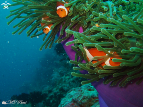 A Clown Anemonefish