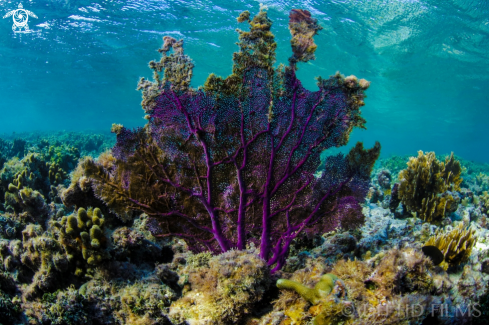 A Gorgonia ventalina | Purple Fan Coral 