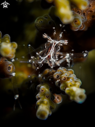 A Black and Silver Cuapetes Shrimp