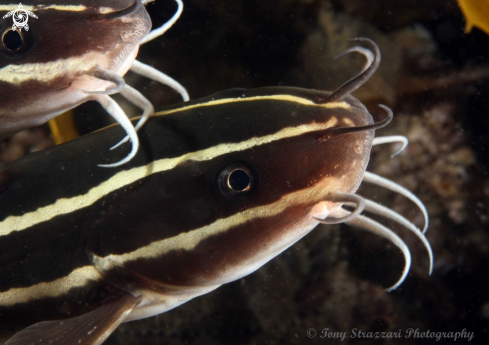 A Striped catfish