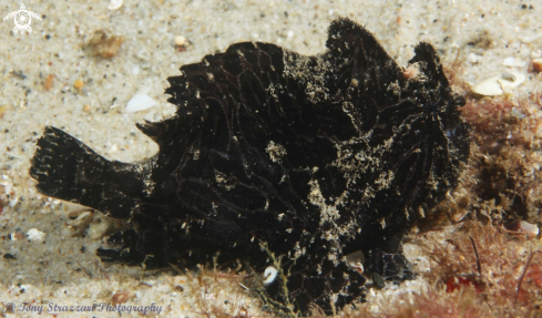 A Striped anglefish