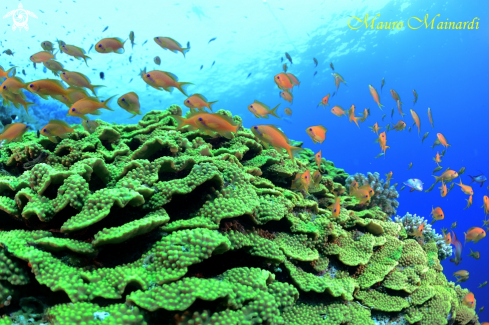 A Coral reef