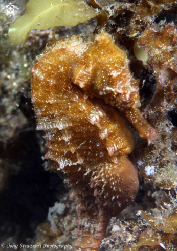 A White's seahorse