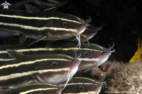 A Striped catfish