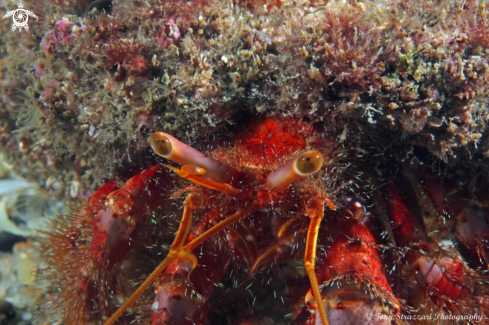 A Hairy Red Hermit Crab