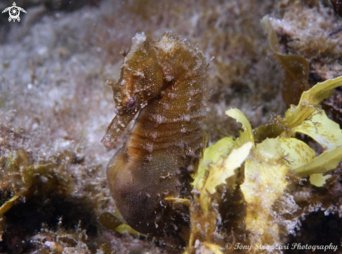 A White's seahorse