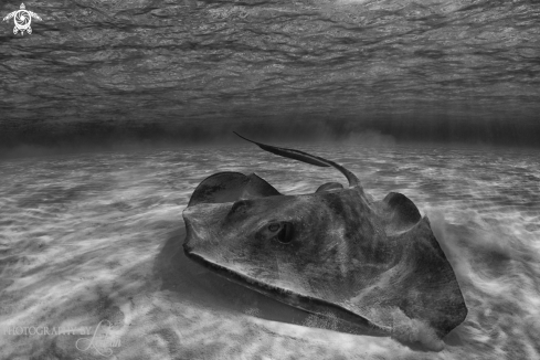 A Dasyatidae | sting ray