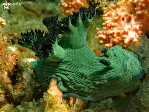 A Nudibranch