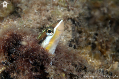 A Bluestriped Fangblenny