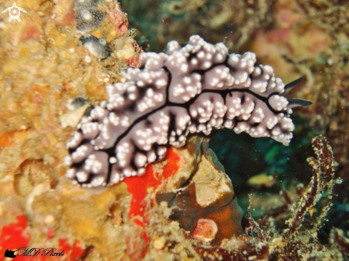 A Pimpled Phyllidiella