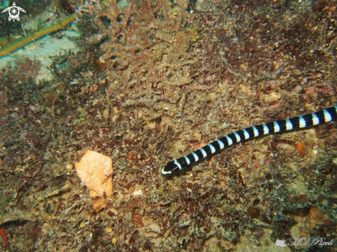 A Banded Sea Krait